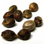 Семена марихуаны АК-47  (Seeds AK-47) в Солнечногорске